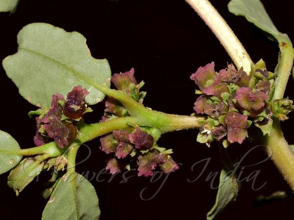 Five-Stamen Horse Purslane